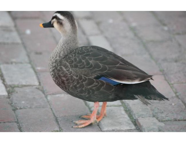 常用動物性蛋白質肉骨粉有哪些？各有何特點？